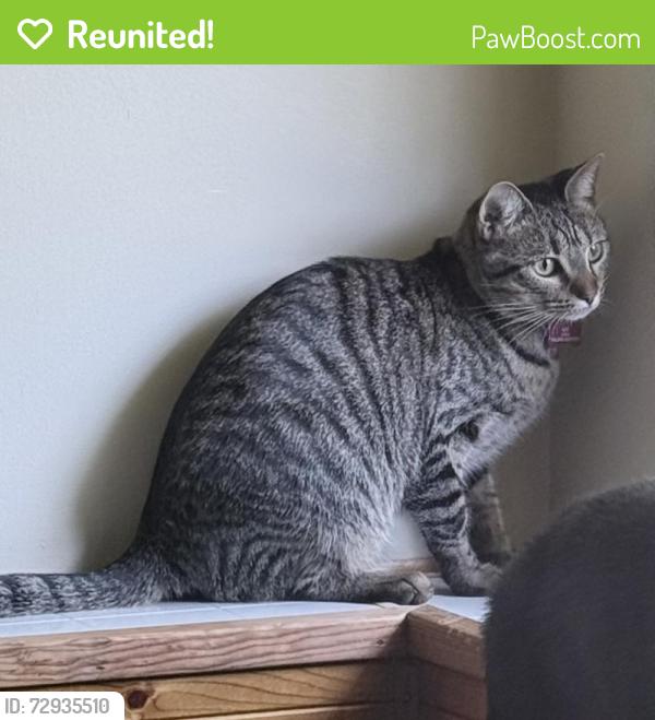 Reunited Female Cat last seen Saint Andrews and College Green, Elgin, IL 60123