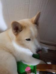 Lost Male Dog last seen Near Dennys , Killeen, TX 76541