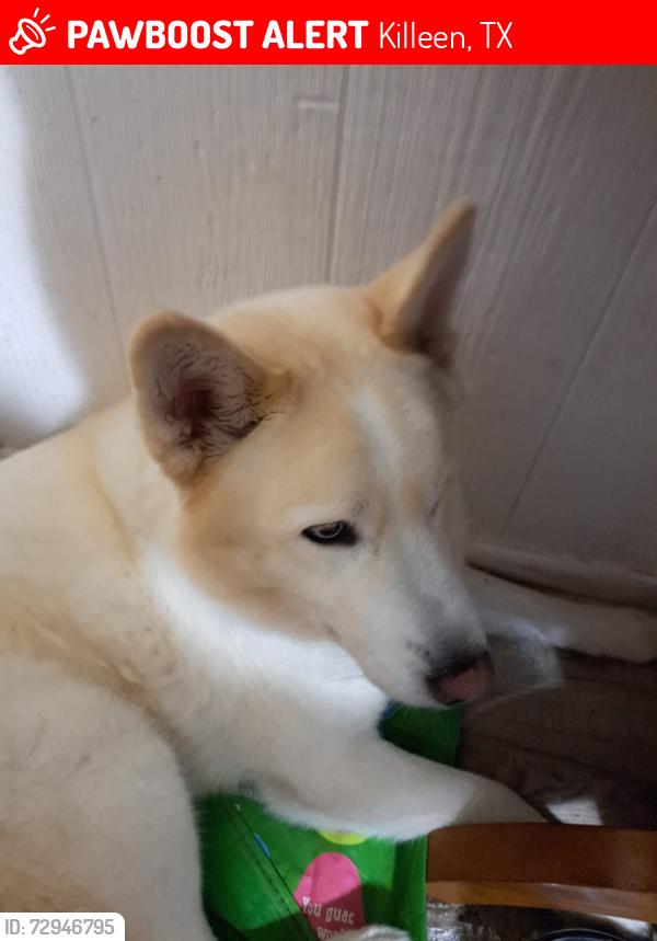 Lost Male Dog last seen Near Dennys , Killeen, TX 76541