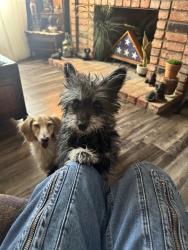 Found/Stray Male Dog last seen Tropicana and Pecos, Paradise, NV 89121