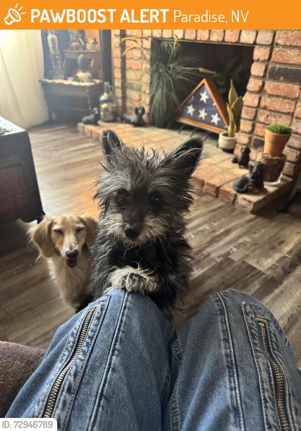 Found/Stray Male Dog last seen Tropicana and Pecos, Paradise, NV 89121