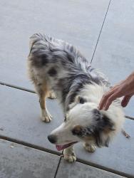 Reunited Male Dog last seen Markam/Rosevelt woodcrest, Woodcrest, CA 92504