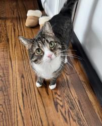 Lost Female Cat last seen Allen Park , South Farmingdale, NY 11735