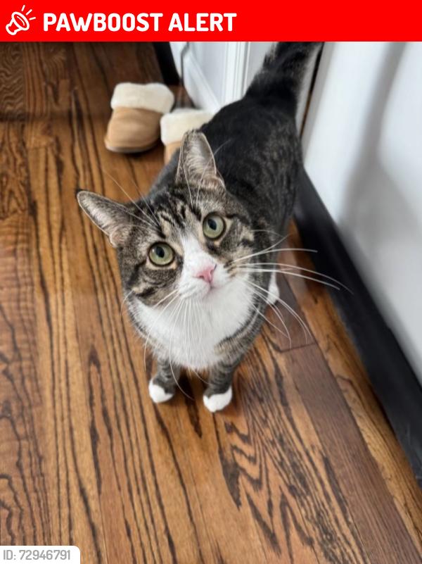Lost Female Cat last seen Allen Park , South Farmingdale, NY 11735