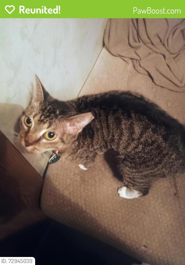 Reunited Female Cat last seen Mako and Cubera RD inside Thousand Trails Orlando, Clermont, FL 34714