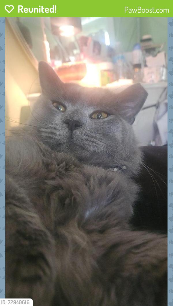 Reunited Male Cat last seen Elmtex dr, humble , Humble, TX 77396
