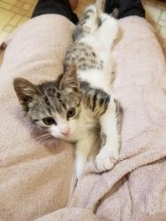 Found/Stray Female Cat last seen East Estates Dr, Cupertino, CA 95014