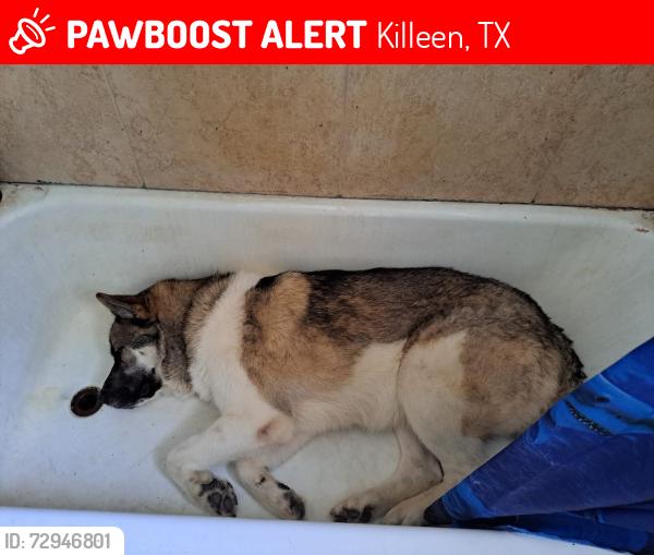 Lost Male Dog last seen Near Dennys , Killeen, TX 76541