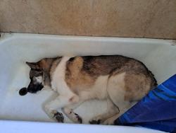 Lost Male Dog last seen Near Dennys , Killeen, TX 76541