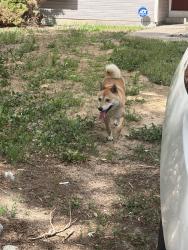 Reunited Male Dog last seen Quincy, Aurora, CO 80015