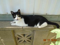 Lost Female Cat last seen Alameda dr, Perris, CA 92570