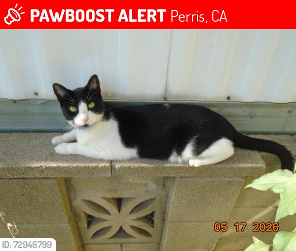 Lost Female Cat last seen Alameda dr, Perris, CA 92570