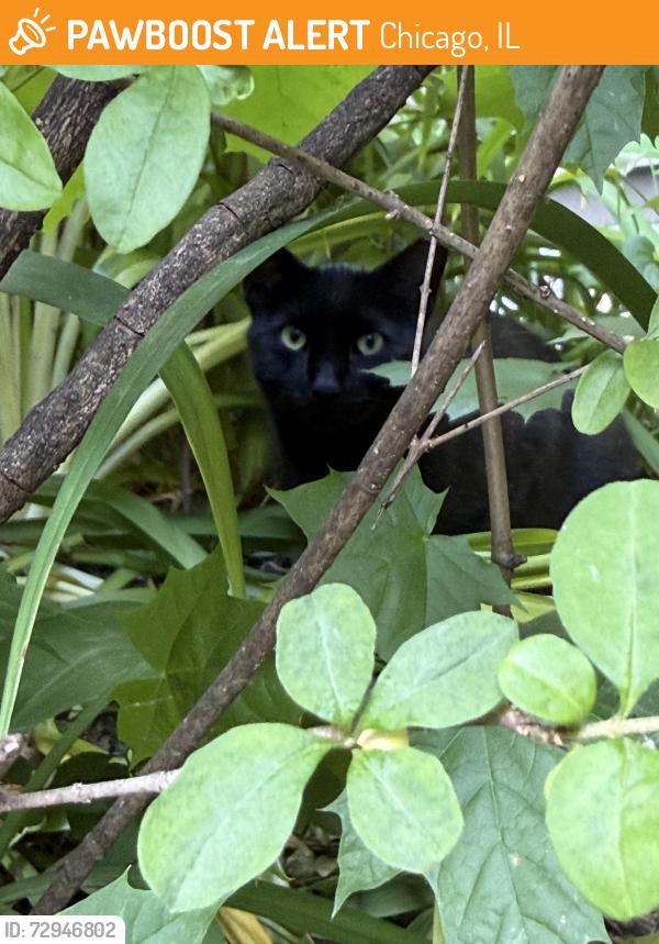 Found/Stray Unknown Cat last seen N Clark Street, Chicago, IL 60614