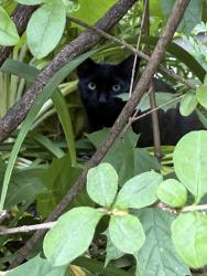 Found/Stray Unknown Cat last seen N Clark Street, Chicago, IL 60614
