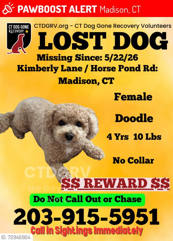Lost Female Dog last seen Green Hill Road, Horse Pond Rd, Madison, CT 06433