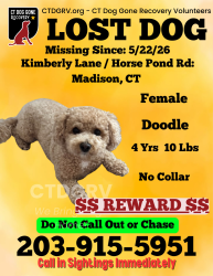 Lost Female Dog last seen Green Hill Road, Horse Pond Rd, Madison, CT 06433
