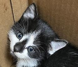 Shelter Stray Male Cat last seen West 41st Avenue and Independence Street, Wheat Ridge, CO, 80033, Golden, CO 80401