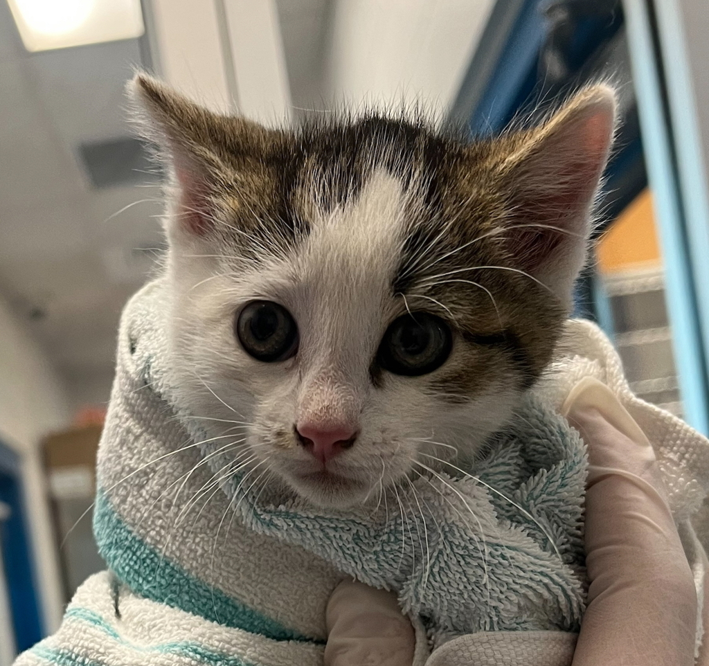 Shelter Stray Male Cat last seen West 41st Avenue and Independence Street, Wheat Ridge, CO, 80033, Golden, CO 80401