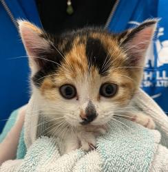 Shelter Stray Female Cat last seen West 41st Avenue and Independence Street, Wheat Ridge, CO, 80033, Golden, CO 80401
