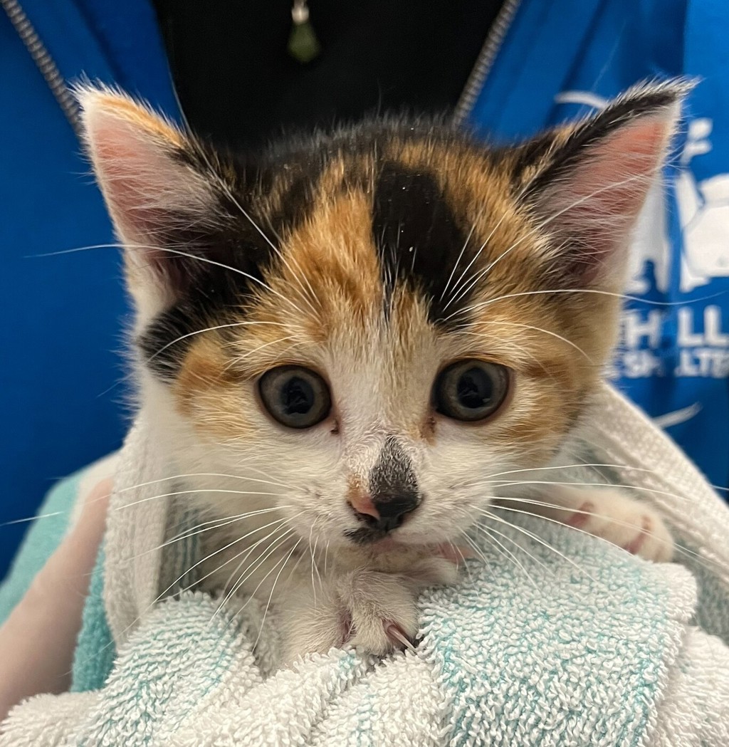 Shelter Stray Female Cat last seen West 41st Avenue and Independence Street, Wheat Ridge, CO, 80033, Golden, CO 80401