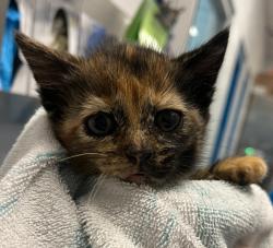 Shelter Stray Female Cat last seen West 41st Avenue and Independence Street, Wheat Ridge, CO, 80033, Golden, CO 80401