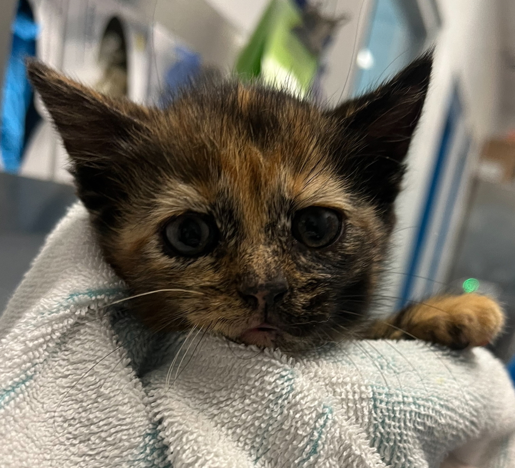 Shelter Stray Female Cat last seen West 41st Avenue and Independence Street, Wheat Ridge, CO, 80033, Golden, CO 80401
