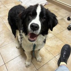 Shelter Stray Female Dog last seen NE Lombard St / NE 45th ave, PORTLAND, OR, 97218, Troutdale, OR 97060