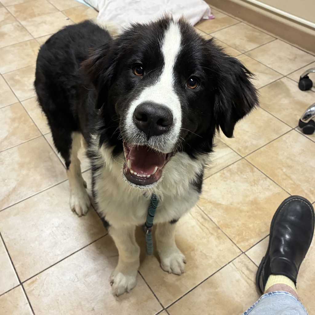 Shelter Stray Female Dog last seen NE Lombard St / NE 45th ave, PORTLAND, OR, 97218, Troutdale, OR 97060