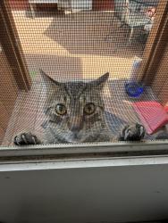 Found/Stray Male Cat last seen 33rd Street and Harriet Avenue, Minneapolis, MN 55408