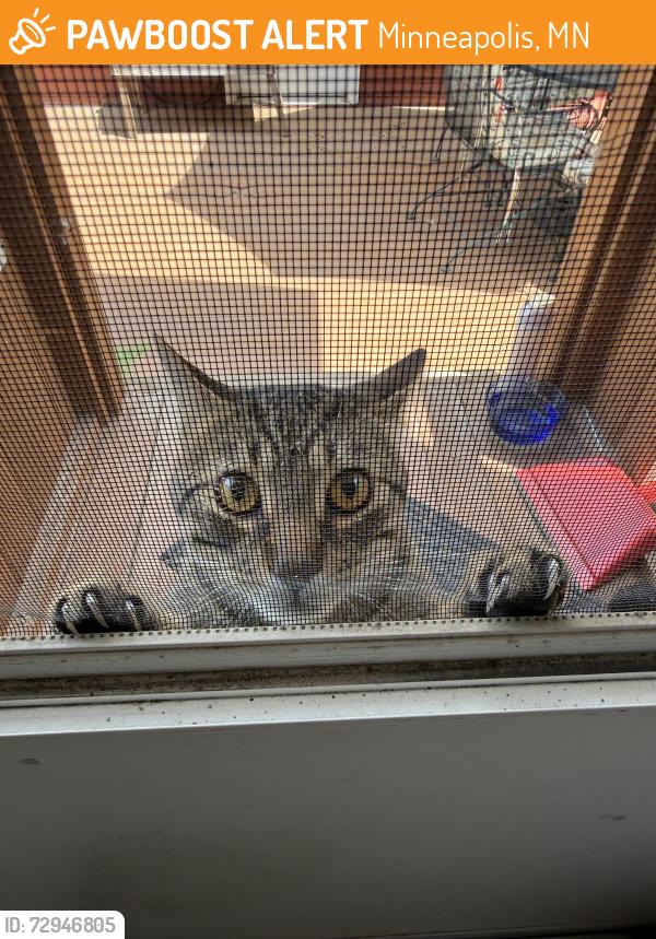 Found/Stray Male Cat last seen 33rd Street and Harriet Avenue, Minneapolis, MN 55408