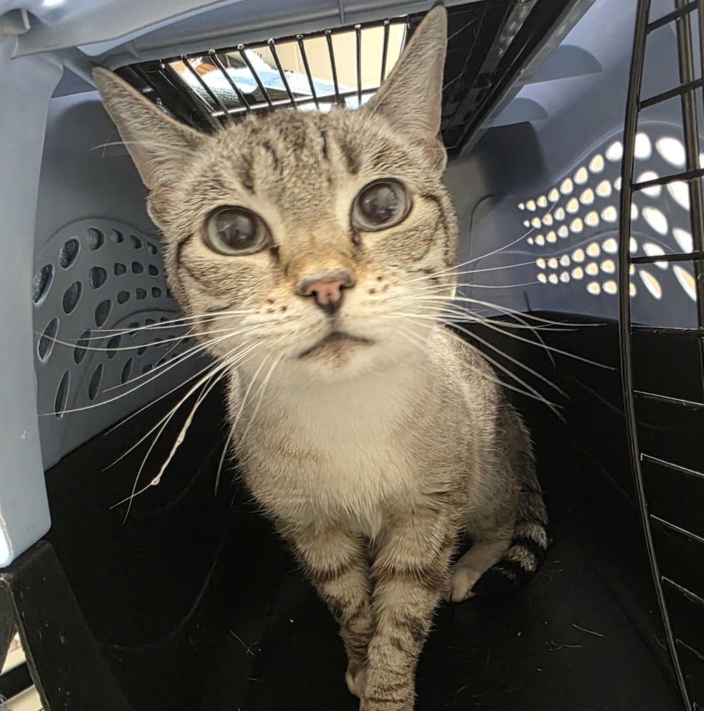 Shelter Stray Female Cat last seen Near NW Frontage Road, TROUTDALE, OR, 97060, Troutdale, OR 97060