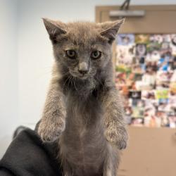 Shelter Stray Female Cat last seen Calle Salida Del Sol, San Diego, CA, 92139, San Diego, CA 92110