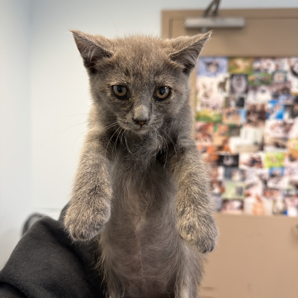 Shelter Stray Female Cat last seen Calle Salida Del Sol, San Diego, CA, 92139, San Diego, CA 92110