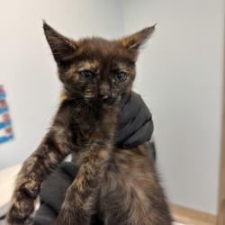 Shelter Stray Female Cat last seen Calle Salida Del Sol, San Diego, CA, 92139, San Diego, CA 92110