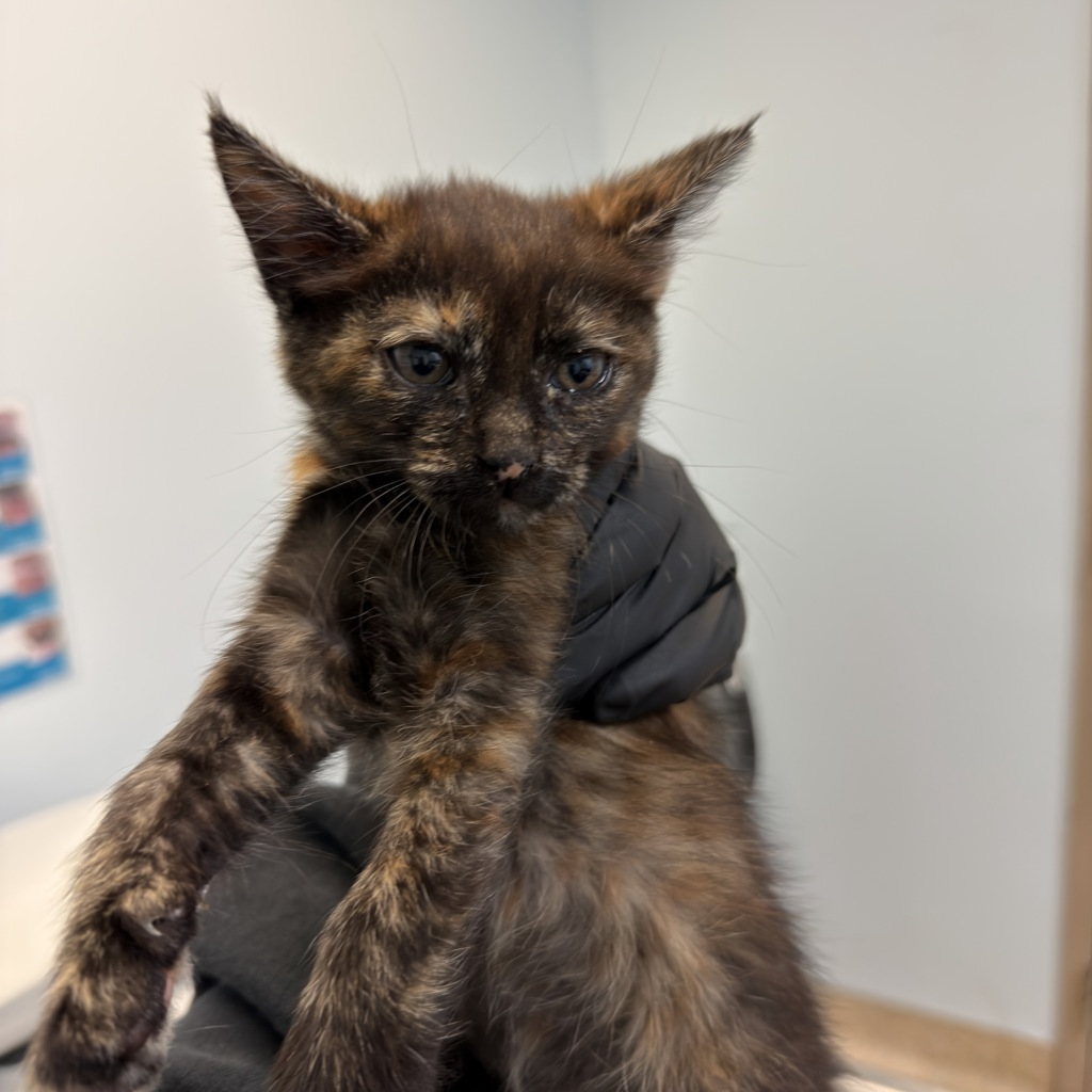 Shelter Stray Female Cat last seen Calle Salida Del Sol, San Diego, CA, 92139, San Diego, CA 92110