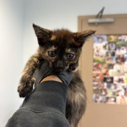Shelter Stray Female Cat last seen Calle Salida Del Sol, San Diego, CA, 92139, San Diego, CA 92110