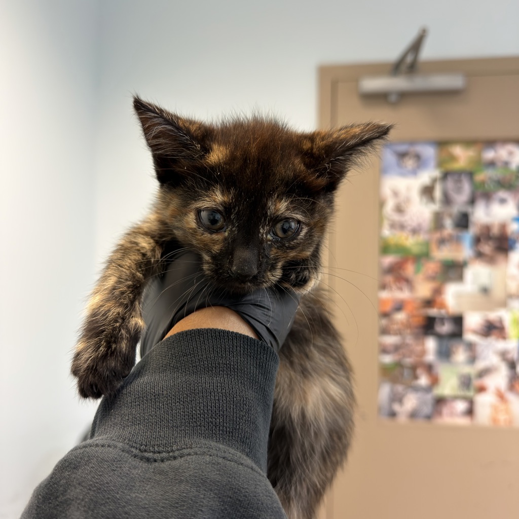 Shelter Stray Female Cat last seen Calle Salida Del Sol, San Diego, CA, 92139, San Diego, CA 92110