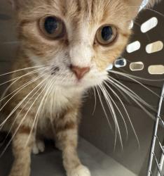 Shelter Stray Female Cat last seen Near W 2nd Avenue, INDIANOLA, IA, 50125, Des Moines, IA 50313