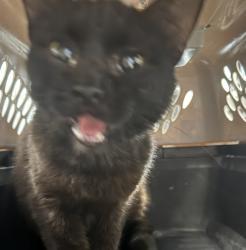 Shelter Stray Unknown Cat last seen Near W 2nd Avenue, INDIANOLA, IA, 50125, Des Moines, IA 50313