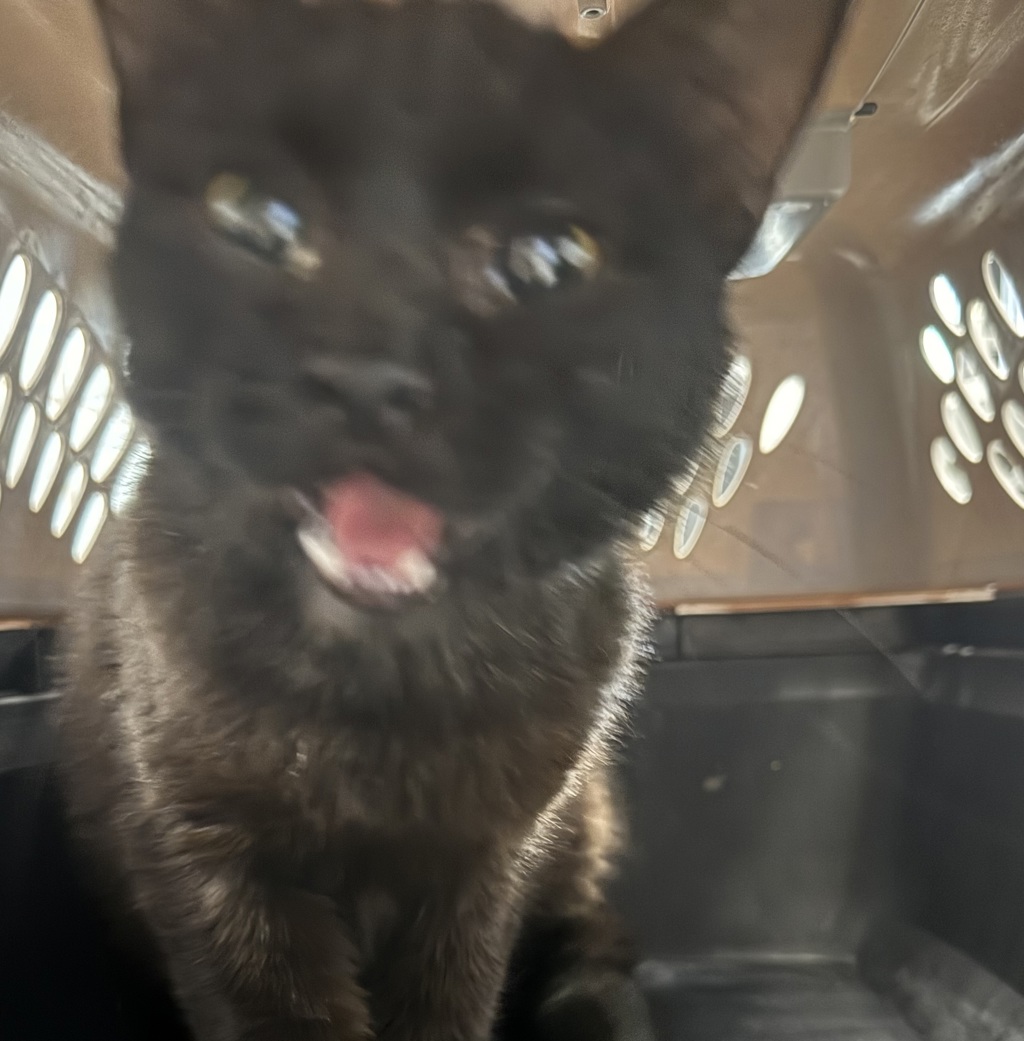 Shelter Stray Unknown Cat last seen Near W 2nd Avenue, INDIANOLA, IA, 50125, Des Moines, IA 50313