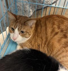 Shelter Stray Male Cat last seen Near Beech Street, San Diego, CA, 92120, San Diego, CA 92110