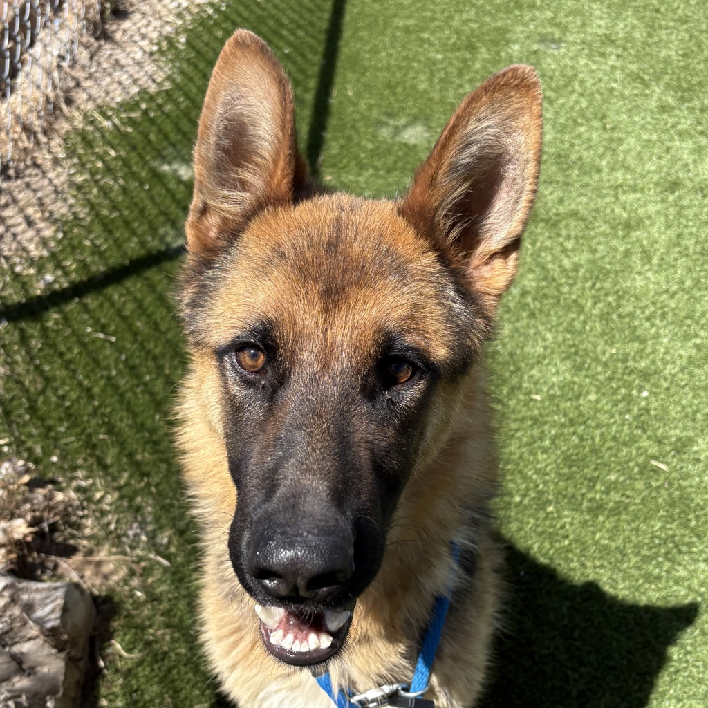 Shelter Stray Male Dog last seen Near S 900 W, SALT LAKE CITY, UT, 84104, Taylorsville, UT 84123