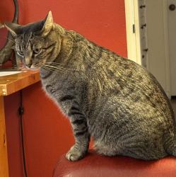 Reunited Male Cat last seen Cedar & Roma, Albuquerque, NM 87106