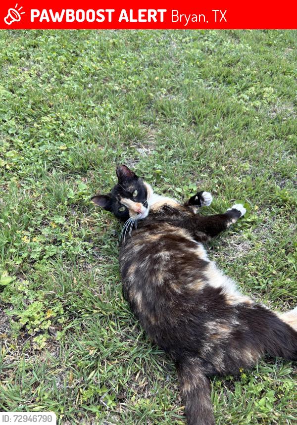 Lost Female Cat last seen Cavitt Ave behind Ducky’s Car Wash , Bryan, TX 77082