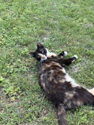 Lost Female Cat last seen Cavitt Ave behind Ducky’s Car Wash , Bryan, TX 77082