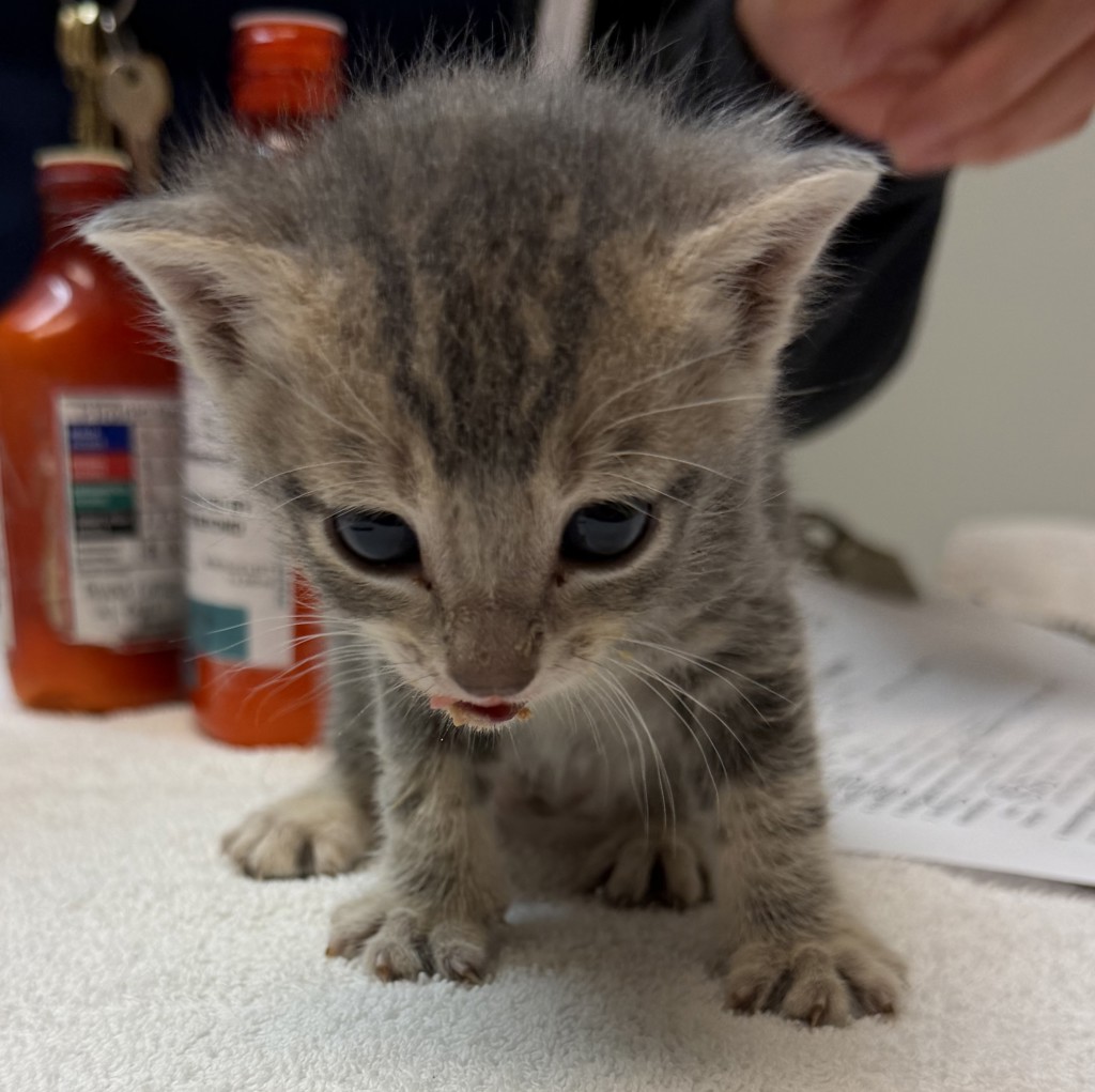 Shelter Stray Male Cat last seen Dana Circle, LIVERMORE, CA, 94550, Oakland, CA 94621