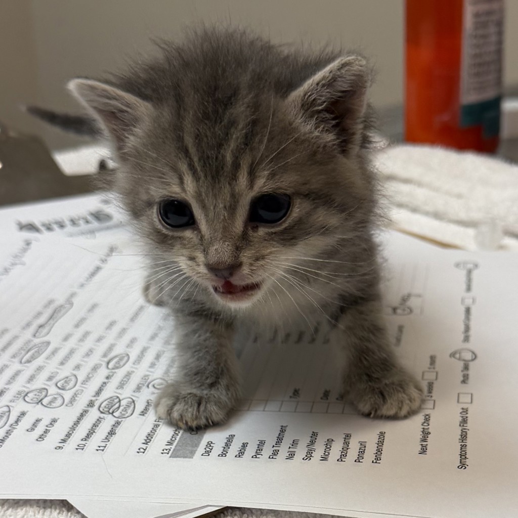 Shelter Stray Female Cat last seen Dana Circle, LIVERMORE, CA, 94550, Oakland, CA 94621