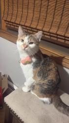 Lost Female Cat last seen Near Physicians Immediate Care , Chicago, IL 60638