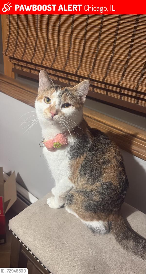 Lost Female Cat last seen Near Physicians Immediate Care , Chicago, IL 60638