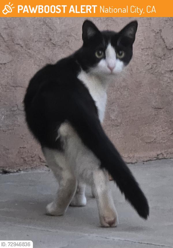 Found/Stray Unknown Cat last seen 24th and K ave, National City, CA 91950